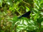 Una "damigella" del Nera