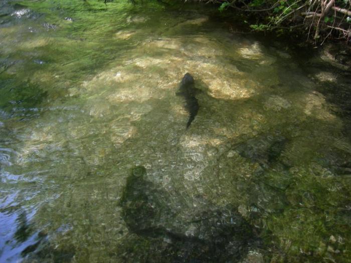 Il coccodrillo del Nera