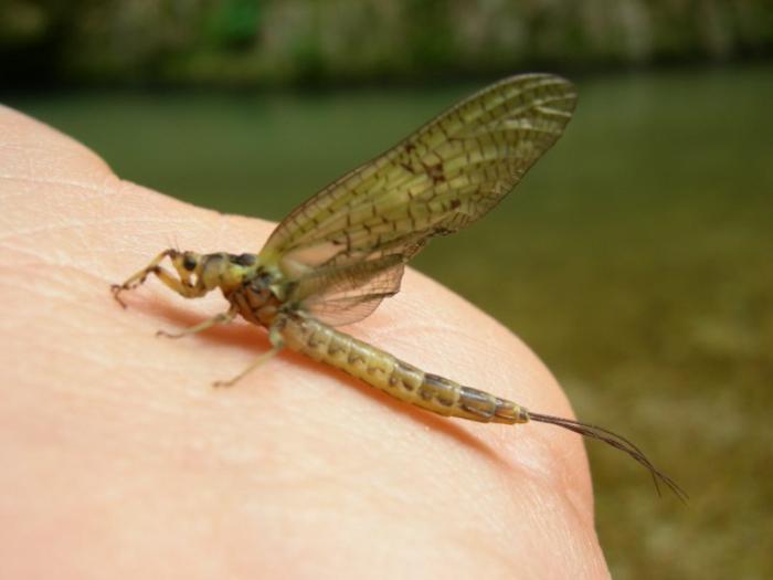 Mosca di maggio del Nera