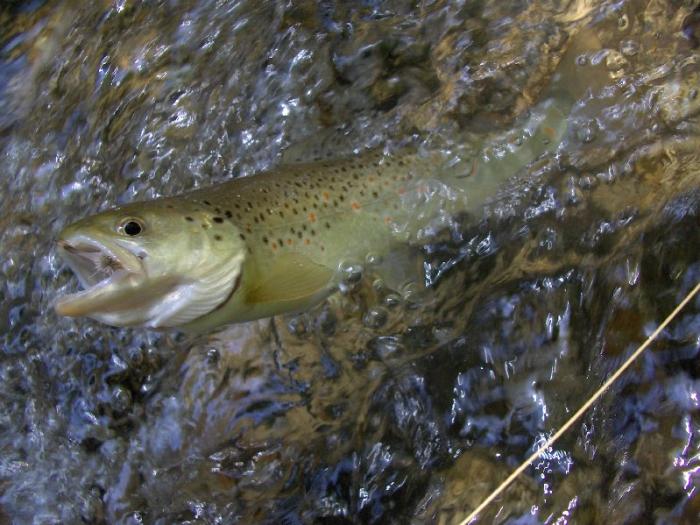 Presa!