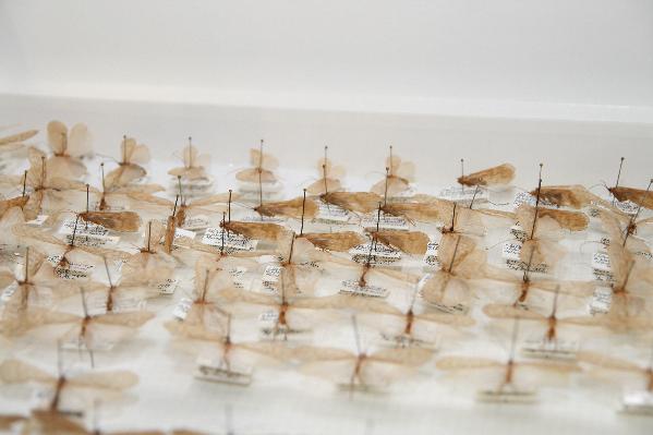 Dettaglio della collezione di tricotteri dell'Universit