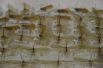 Ancora un dettaglio della collezione di tricotteri dell'Universit