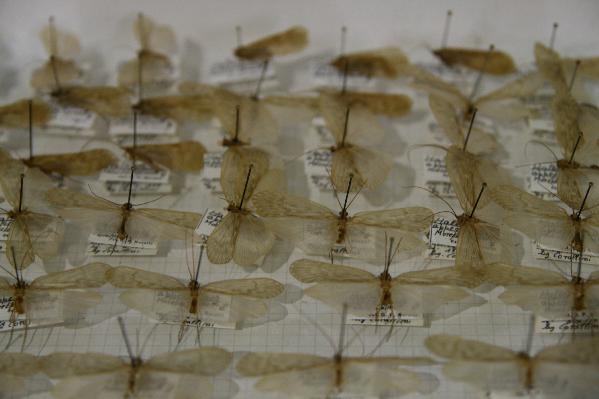 Ancora un dettaglio della collezione di tricotteri dell'Universit