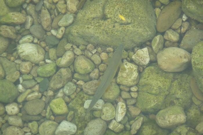 Temolo della Sava Bohinjka