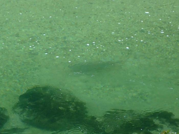Sava Bohinjka ombra di huco