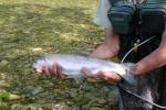 Rainbow Trout della Sava