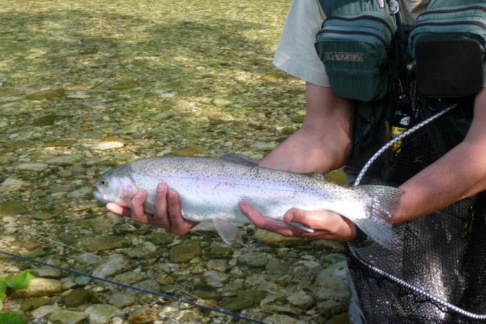 Rainbow Trout della Sava