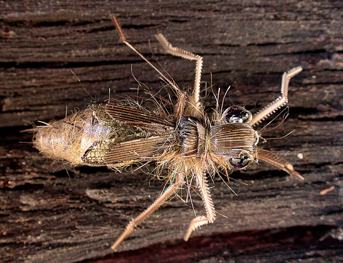 Ninfa di dragon Fly di Sandro Franzero